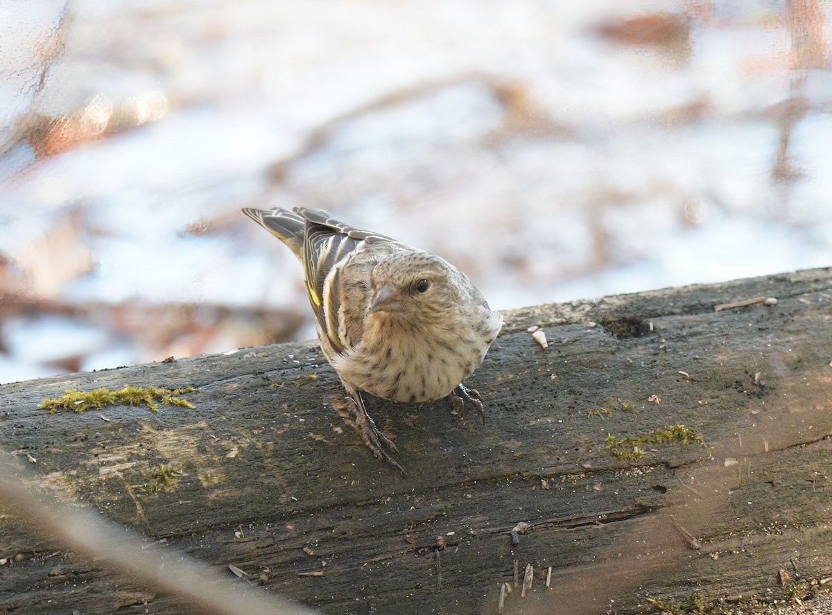 Pine Siskin - ML616771617