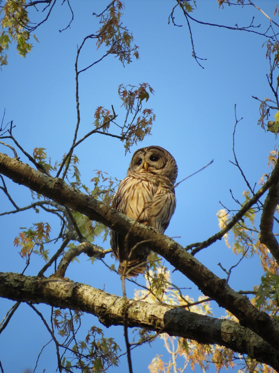 Barred Owl - ML616771624