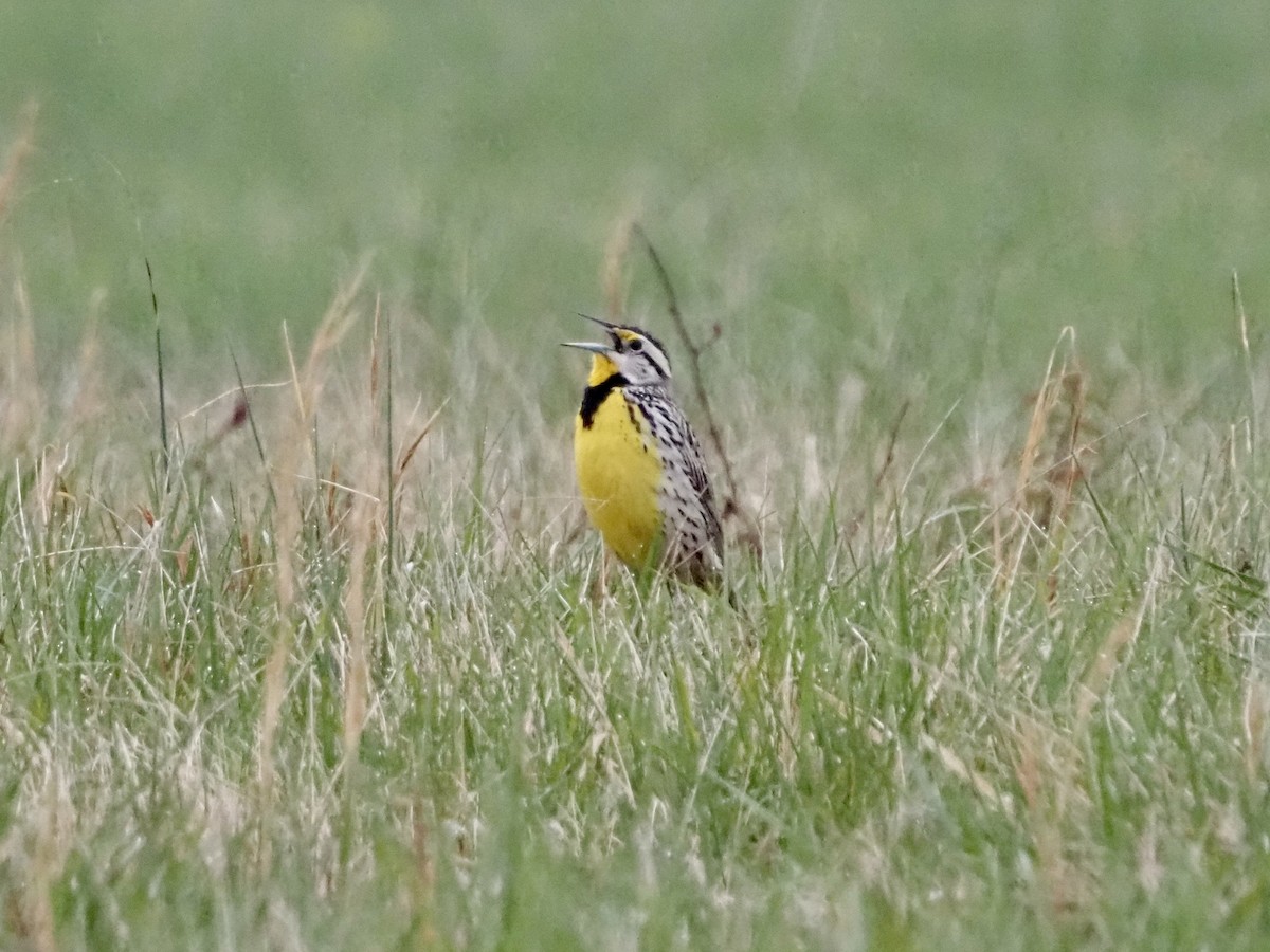 Eastern Meadowlark - David Zook