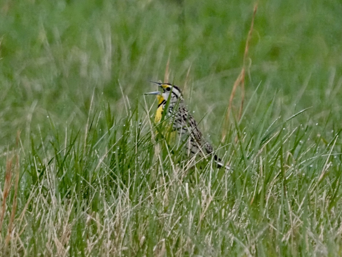 Eastern Meadowlark - ML616771630