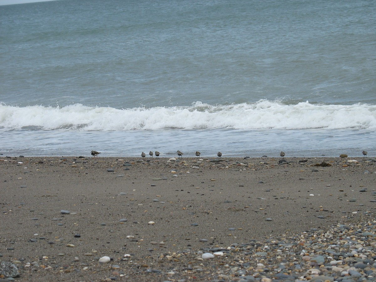 Ruddy Turnstone - ML616771641