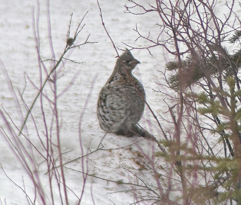 Ruffed Grouse - ML616771673