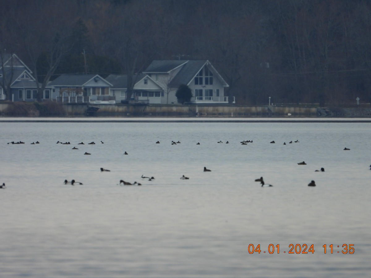 Lesser Scaup - ML616771696