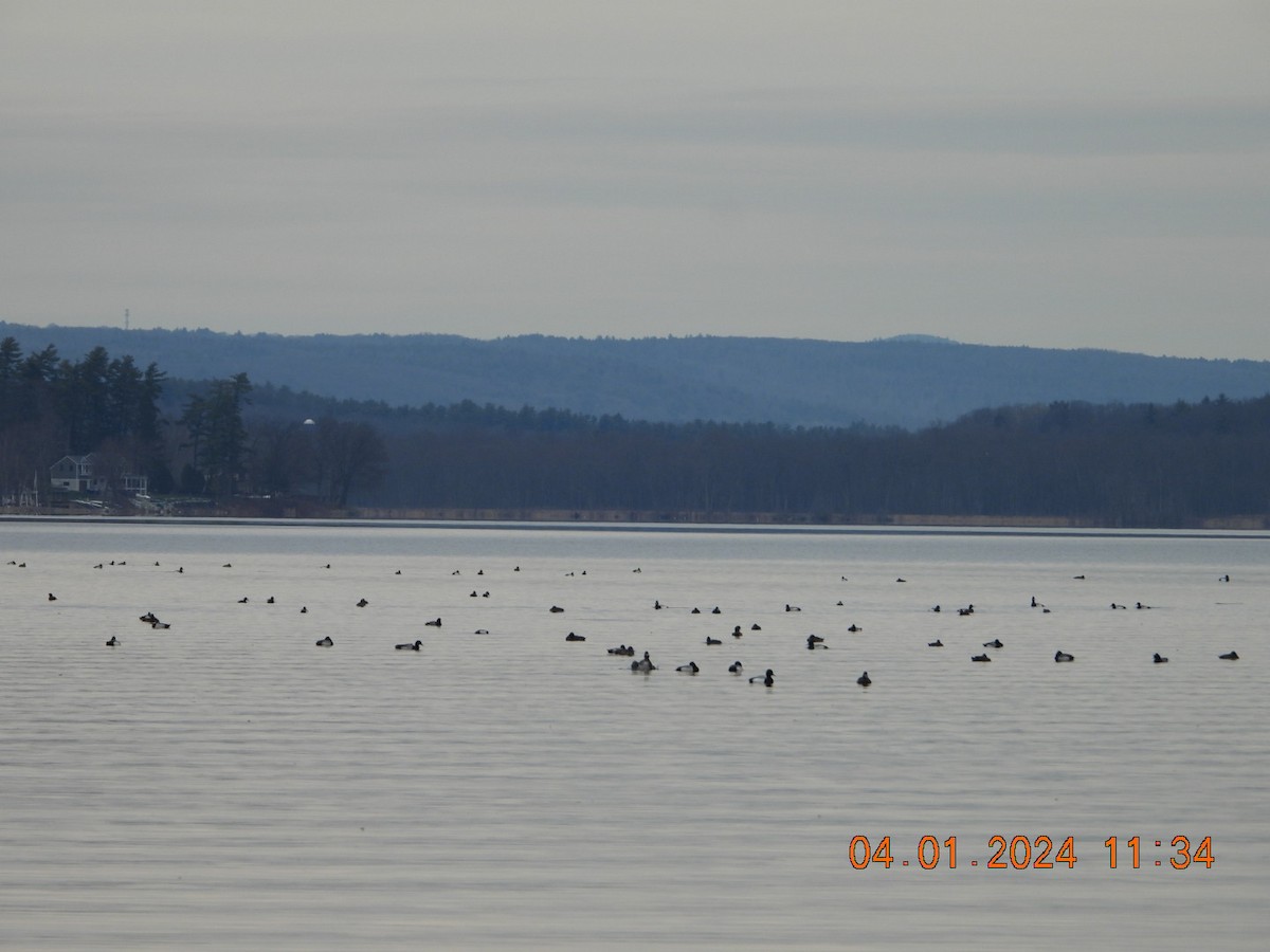 Lesser Scaup - ML616771697