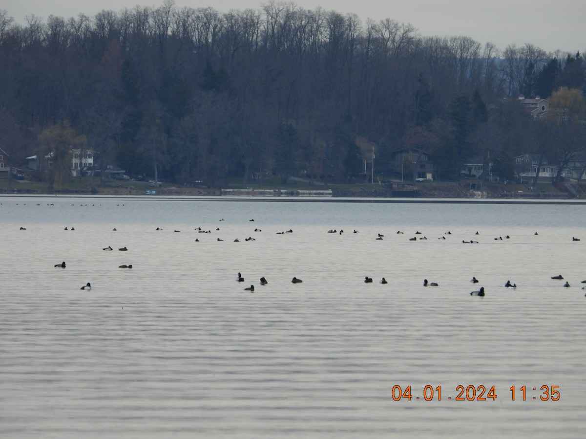 Lesser Scaup - ML616771699