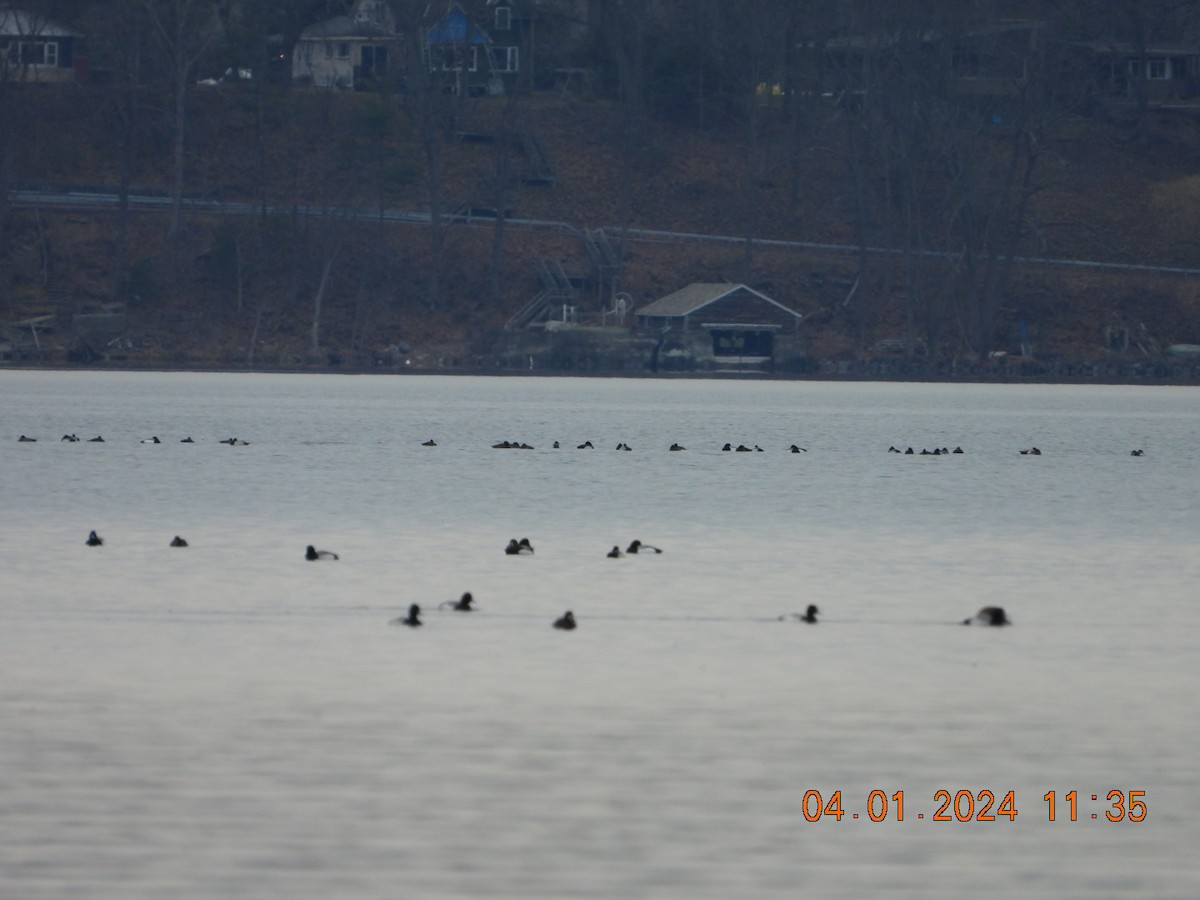 Lesser Scaup - ML616771700