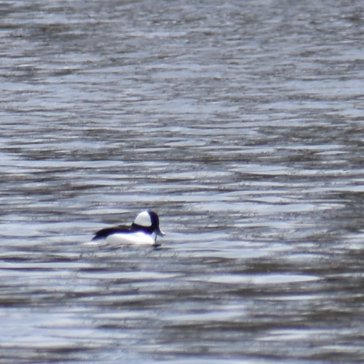 Bufflehead - Karen Sene