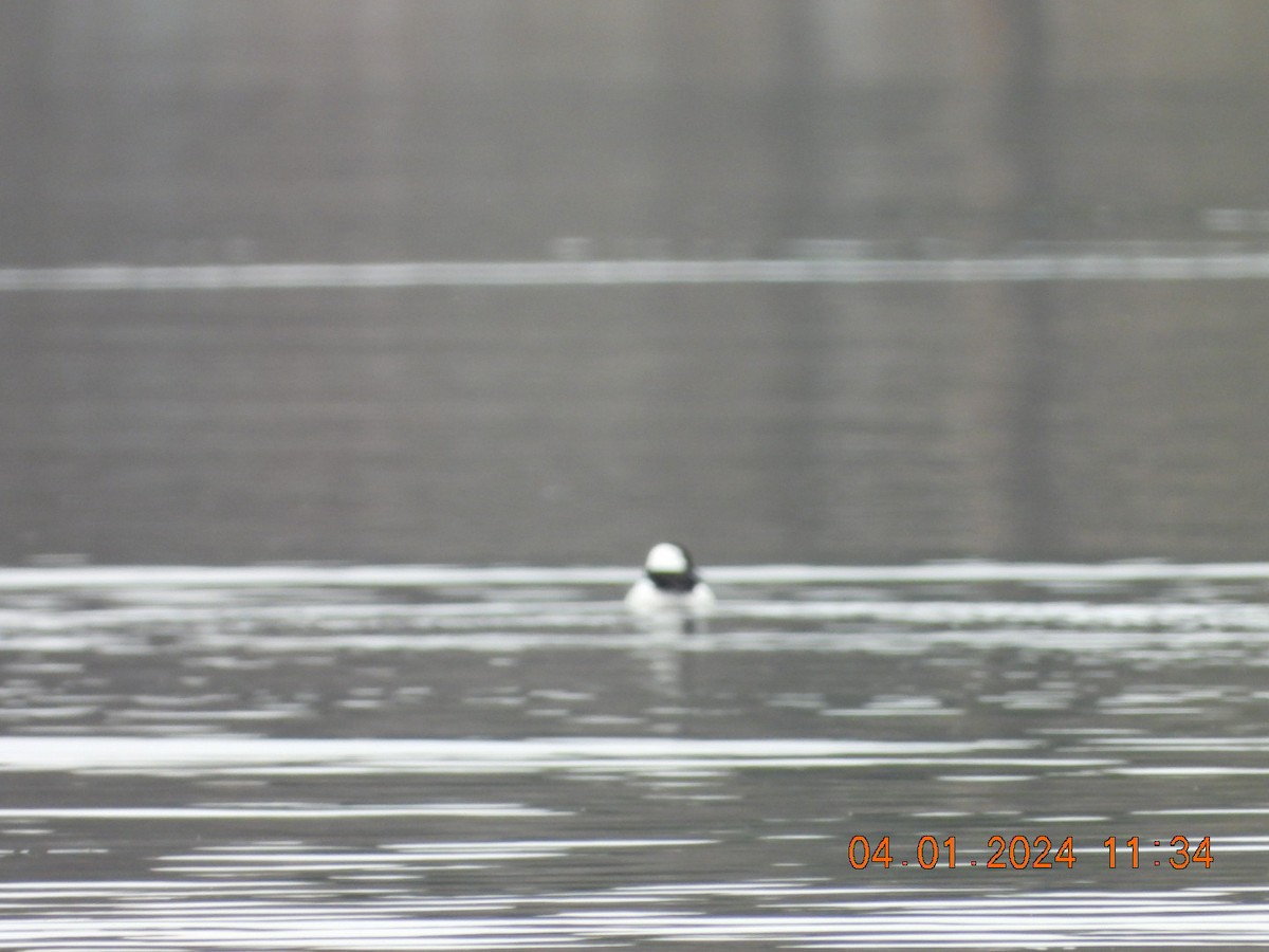 Bufflehead - Richard DeMartino