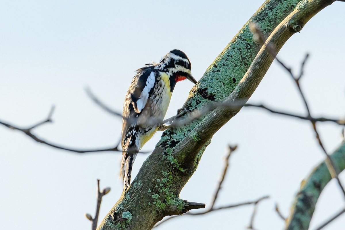 Yellow-bellied Sapsucker - ML616771722