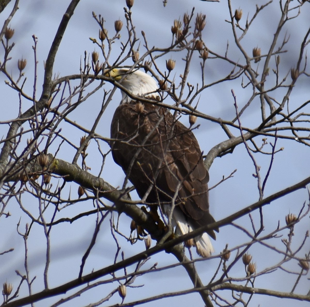 Bald Eagle - ML616771724