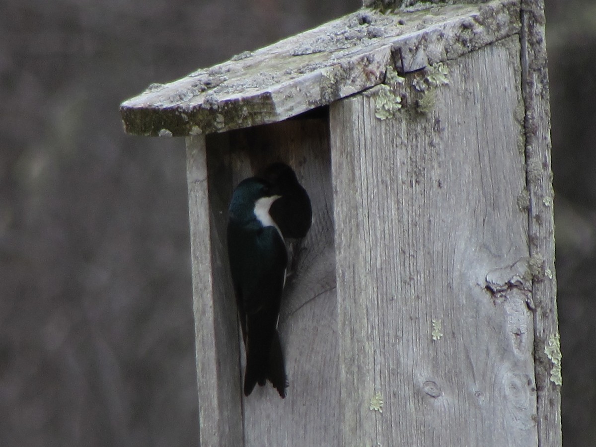 Golondrina Bicolor - ML616771789