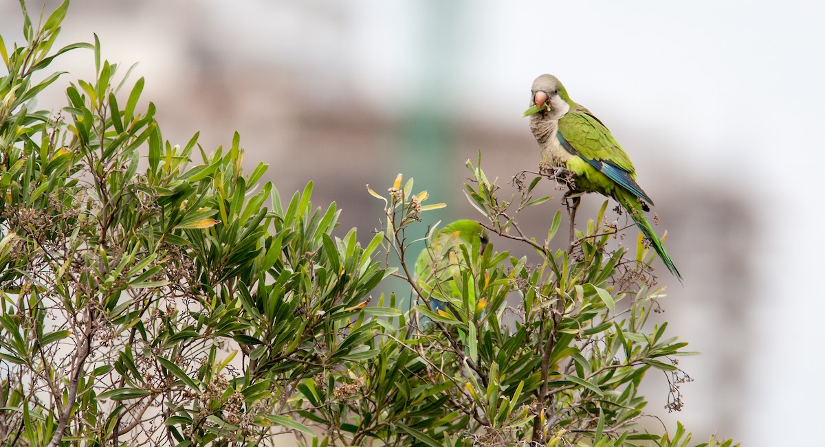 Monk Parakeet - ML616771812