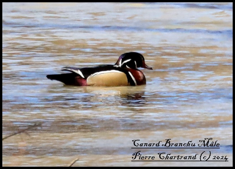 Wood Duck - ML616771832