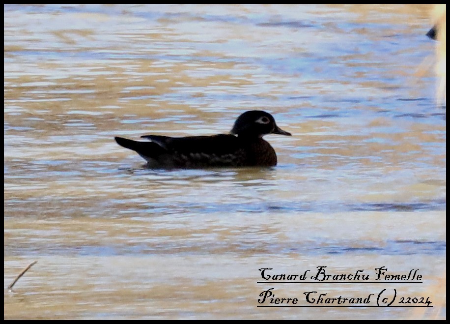 Wood Duck - ML616771833