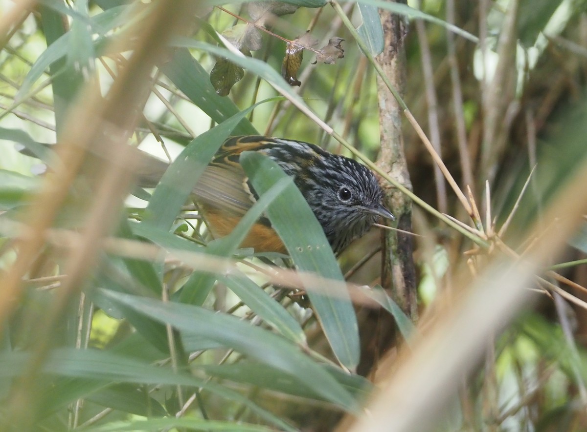 East Andean Antbird - ML616771853