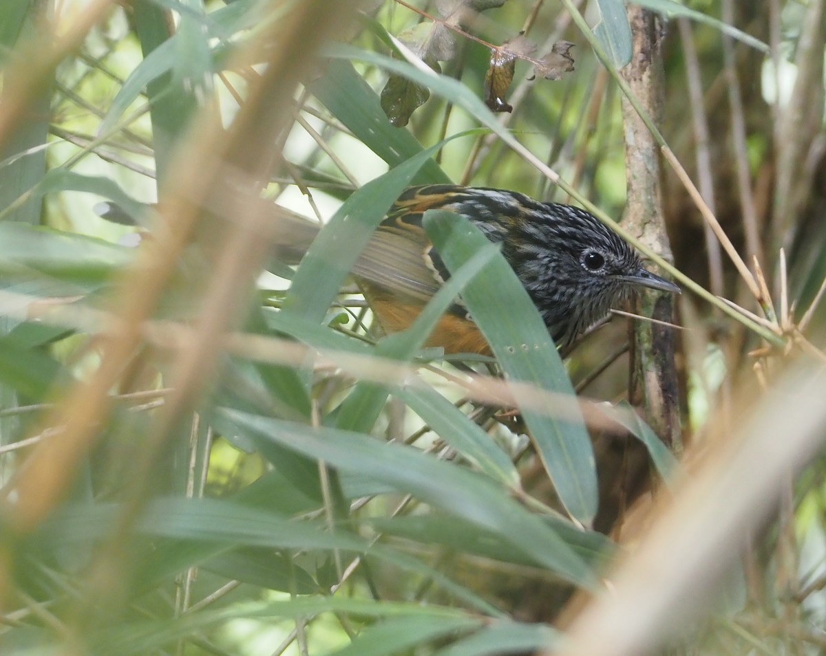 East Andean Antbird - ML616771871