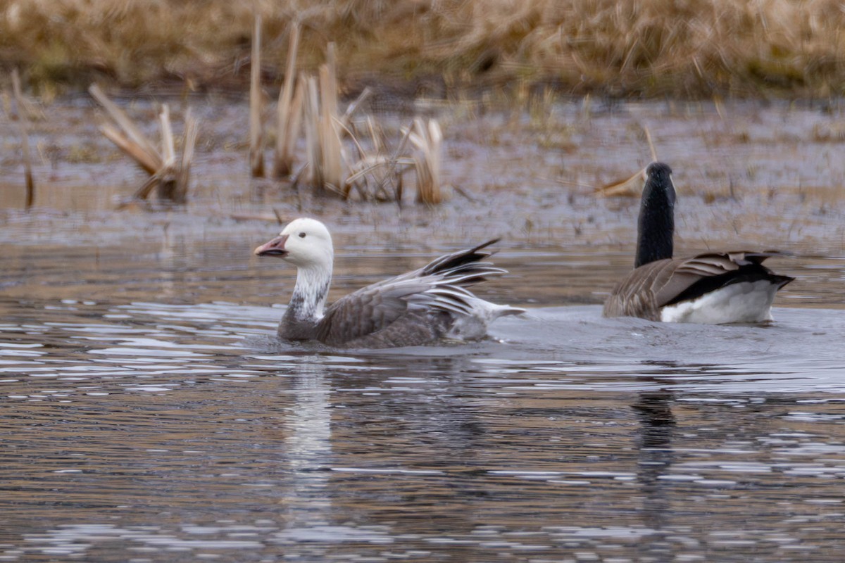 Snow Goose - ML616771893