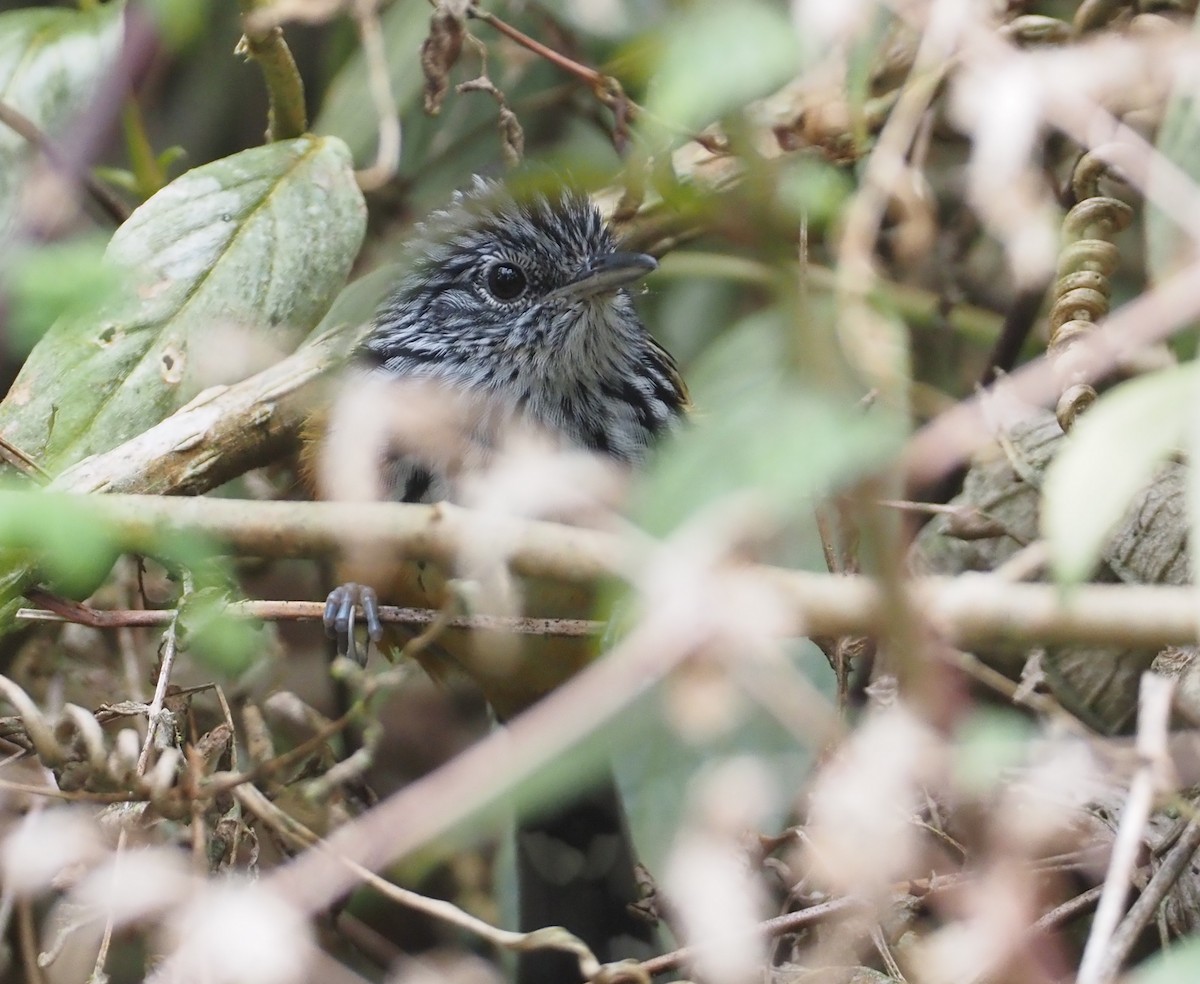 East Andean Antbird - ML616771898