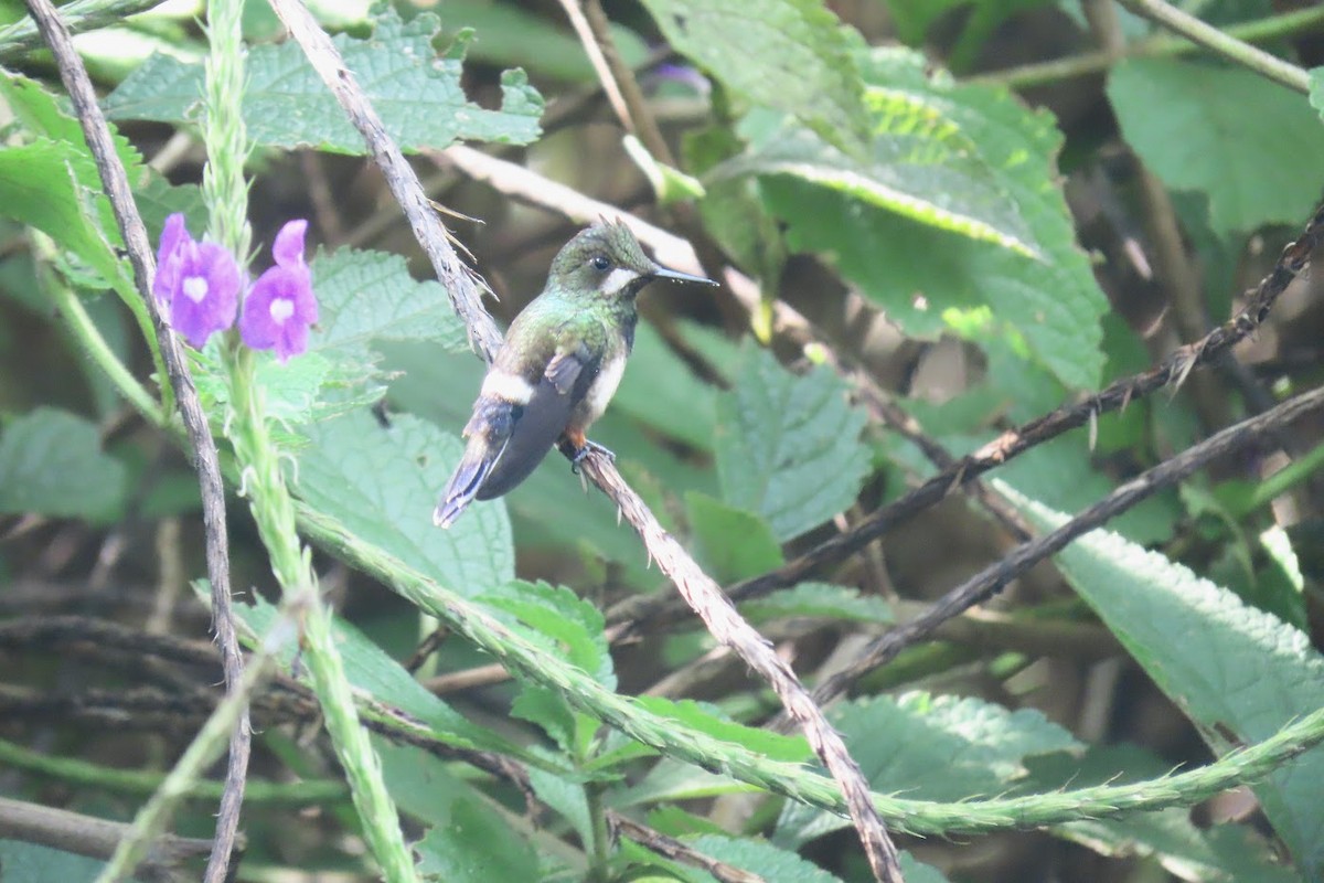 kolibřík ostrochocholatý - ML616771914