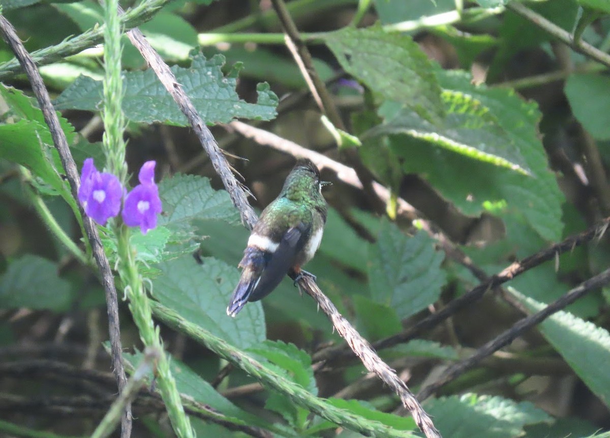 kolibřík ostrochocholatý - ML616771915