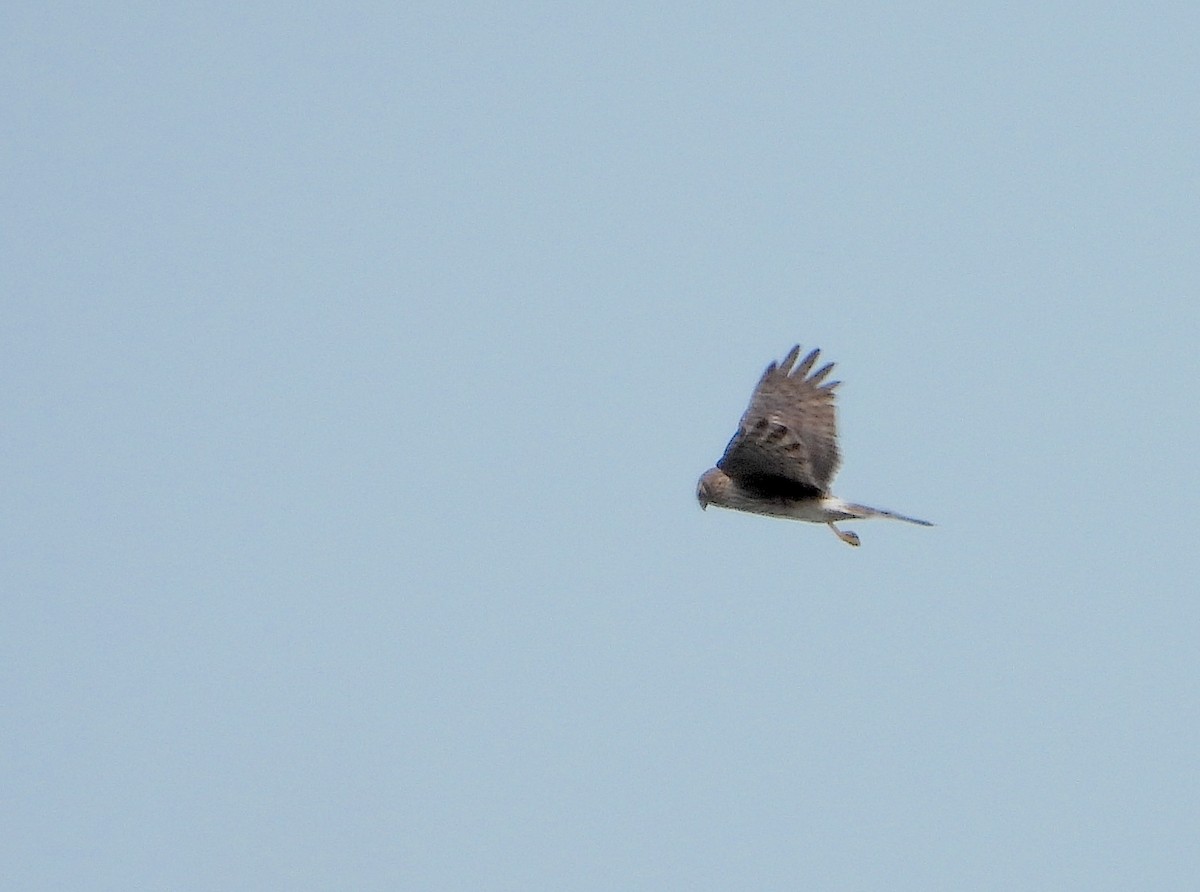 Northern Harrier - Christine Rowland