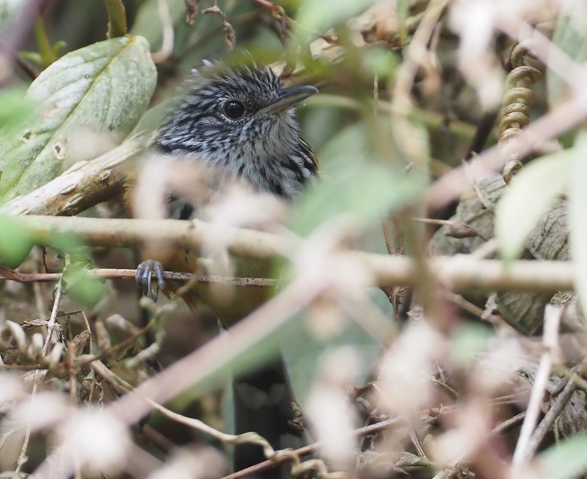 East Andean Antbird - ML616771923