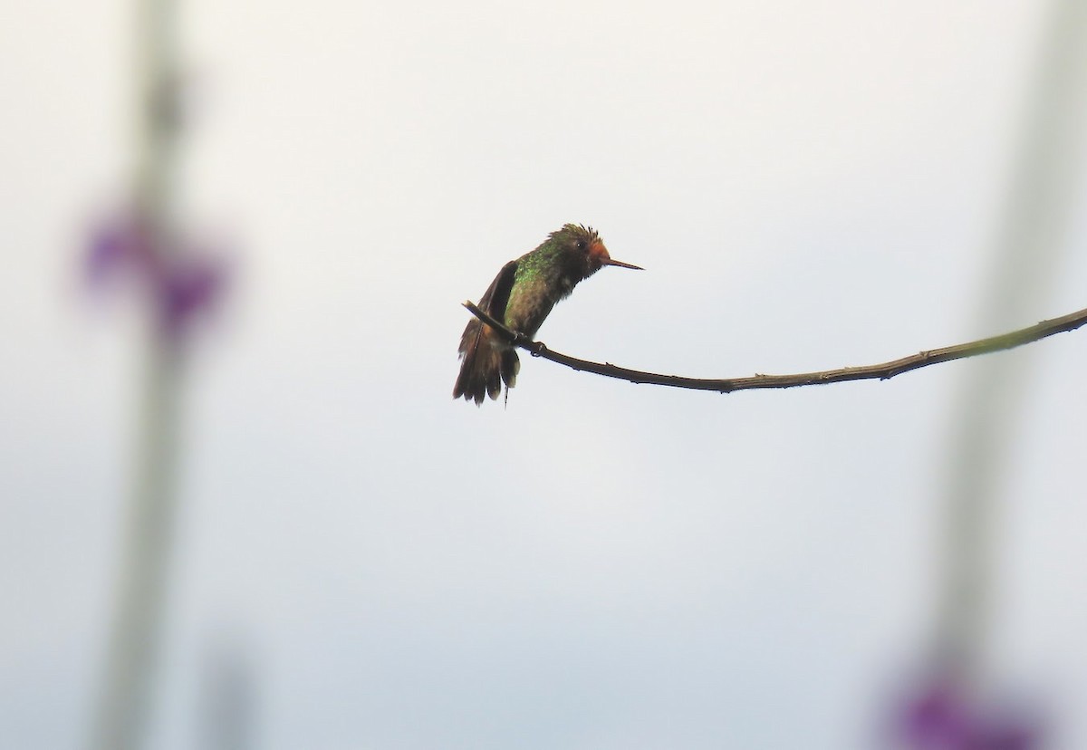 Spangled Coquette - ML616771930