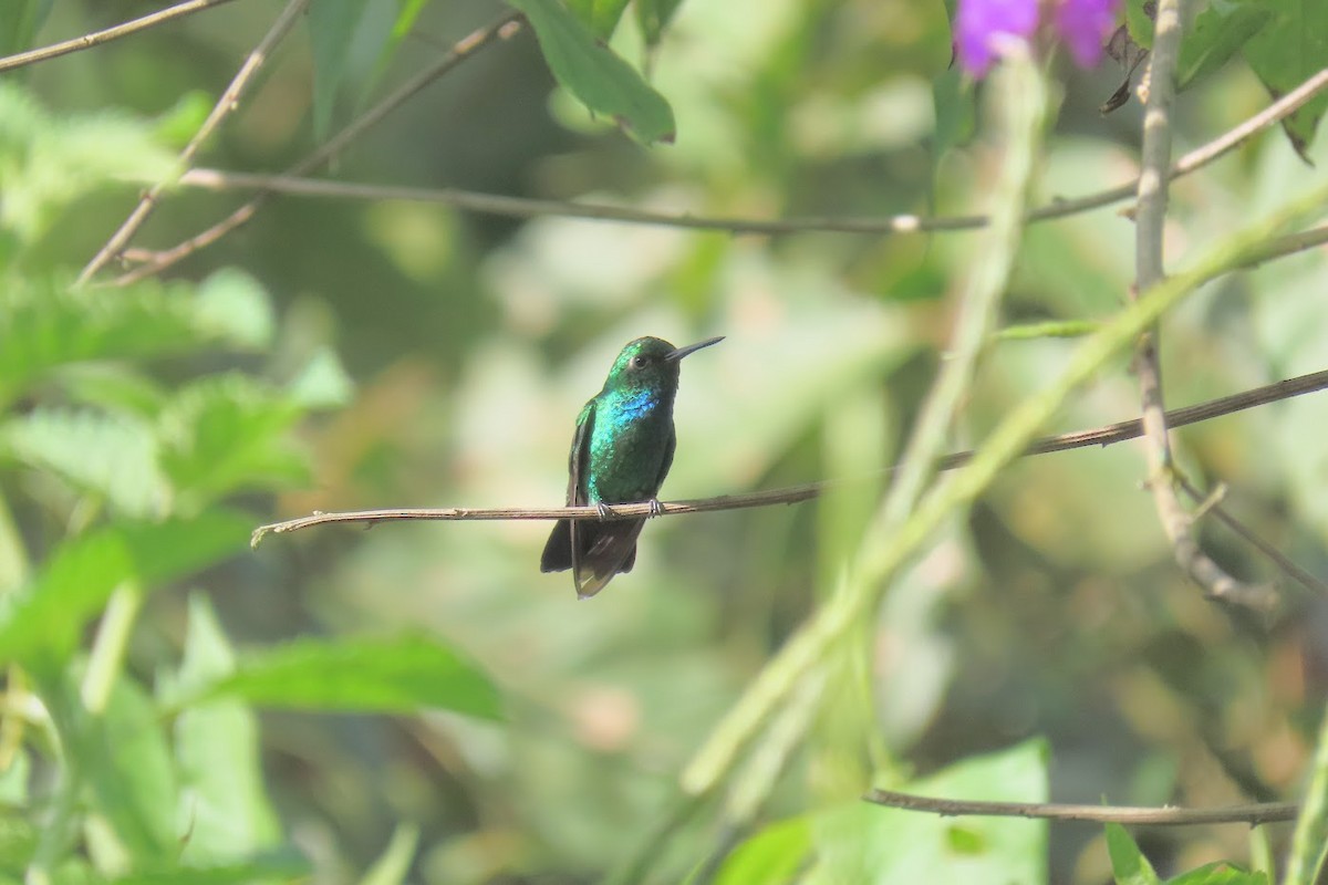 Blue-tailed Emerald - ML616771936