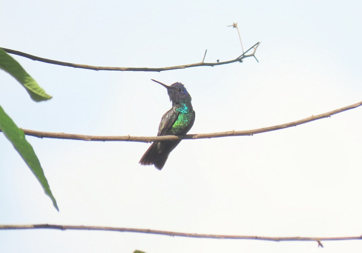 Blue-tailed Emerald - ML616771937