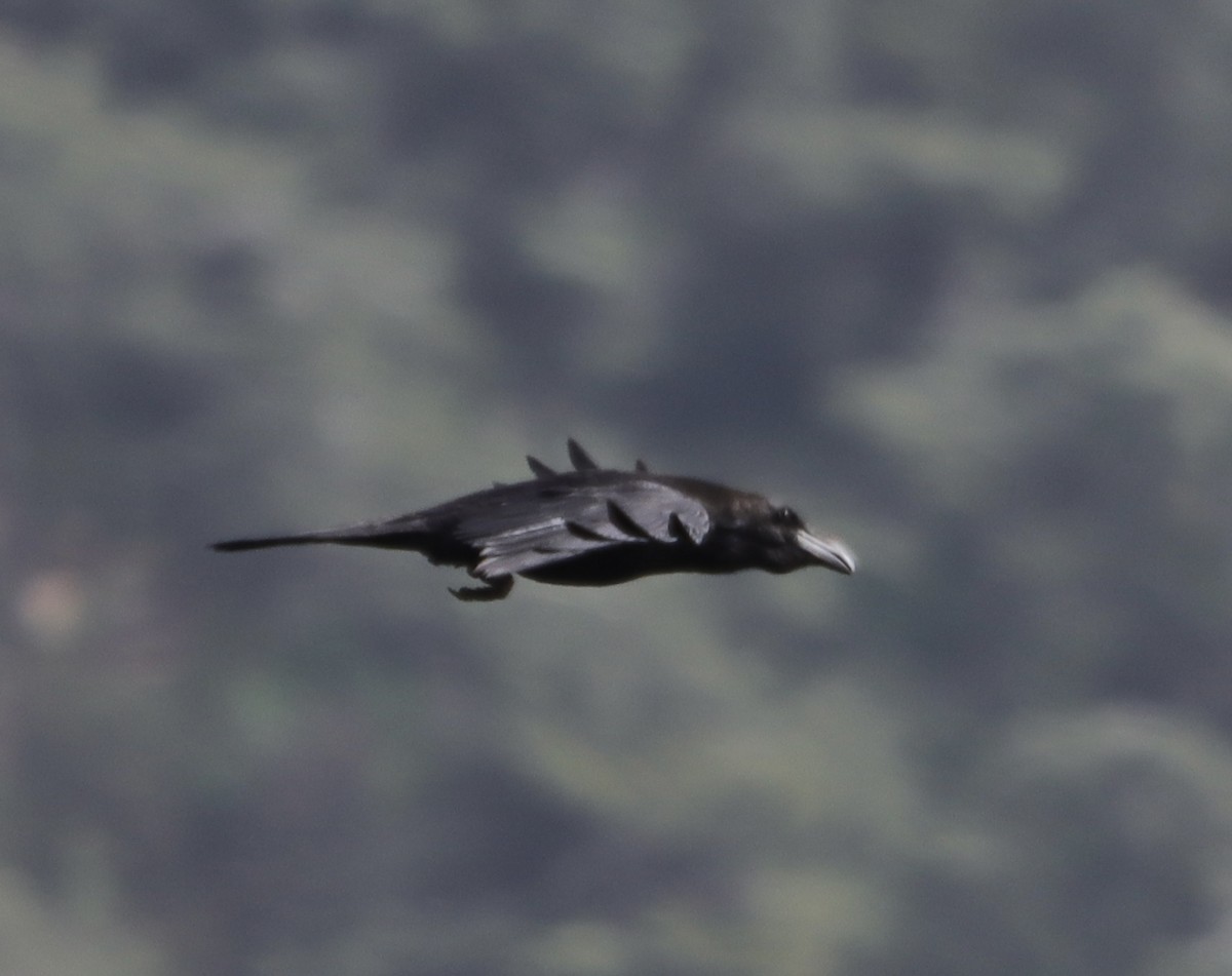 Common Raven - erdem baykus