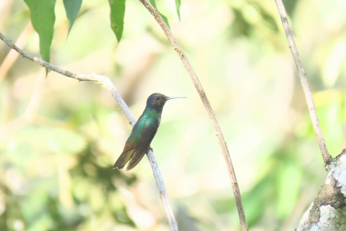 Golden-tailed Sapphire - Cindy Edwardson