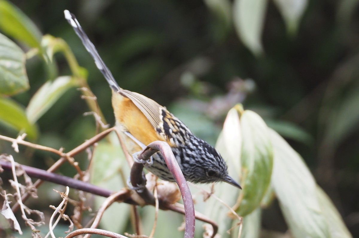 East Andean Antbird - ML616771957