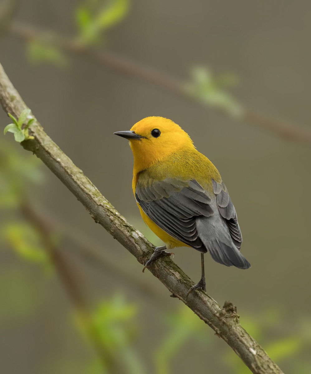 Prothonotary Warbler - ML616772056