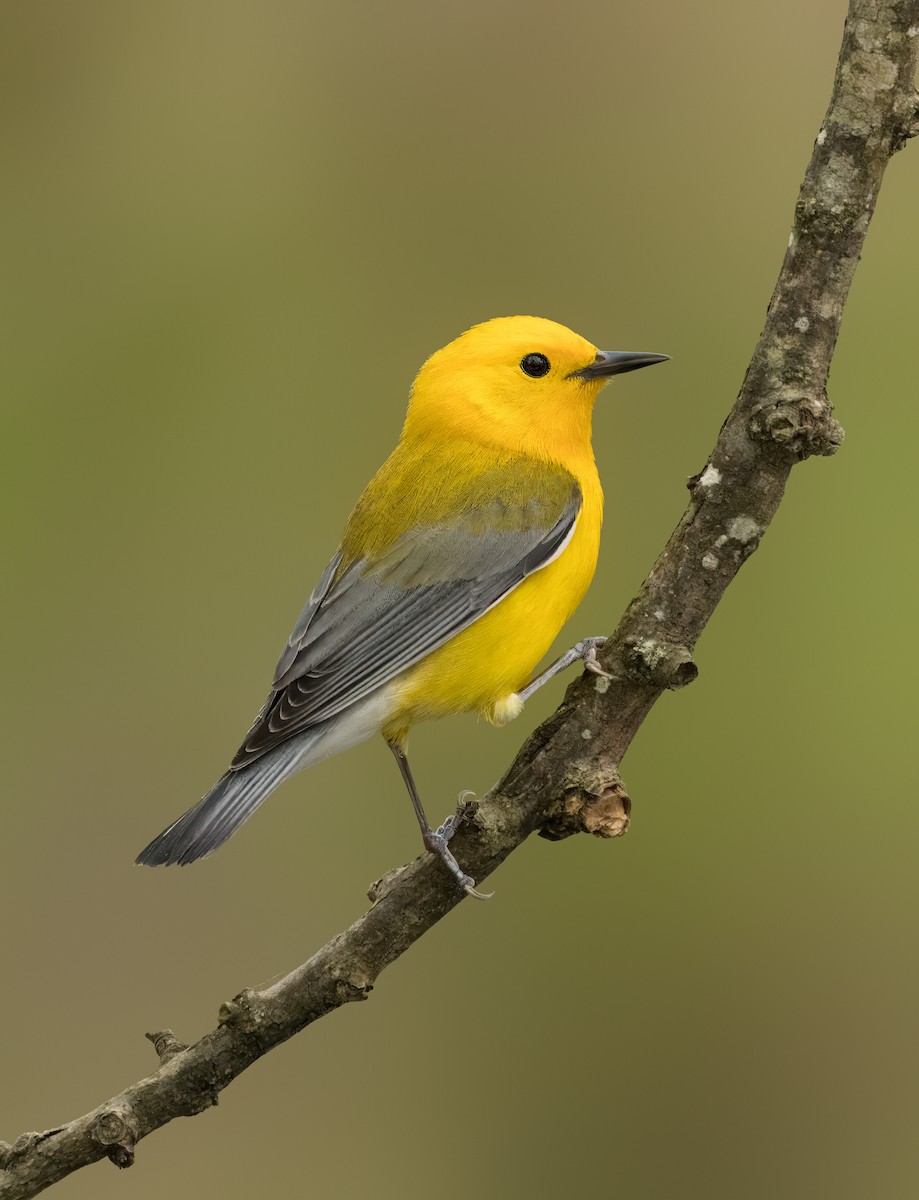 Prothonotary Warbler - ML616772059