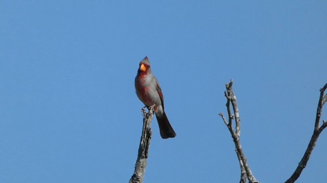 ørkenkardinal - ML616772105