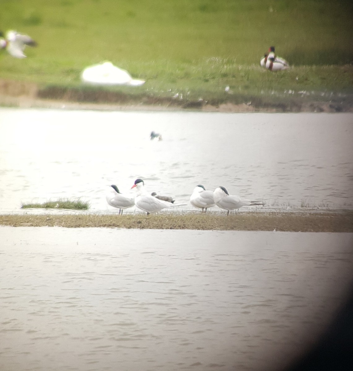 Caspian Tern - ML616772130