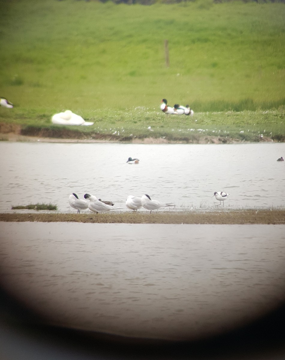 Caspian Tern - ML616772139