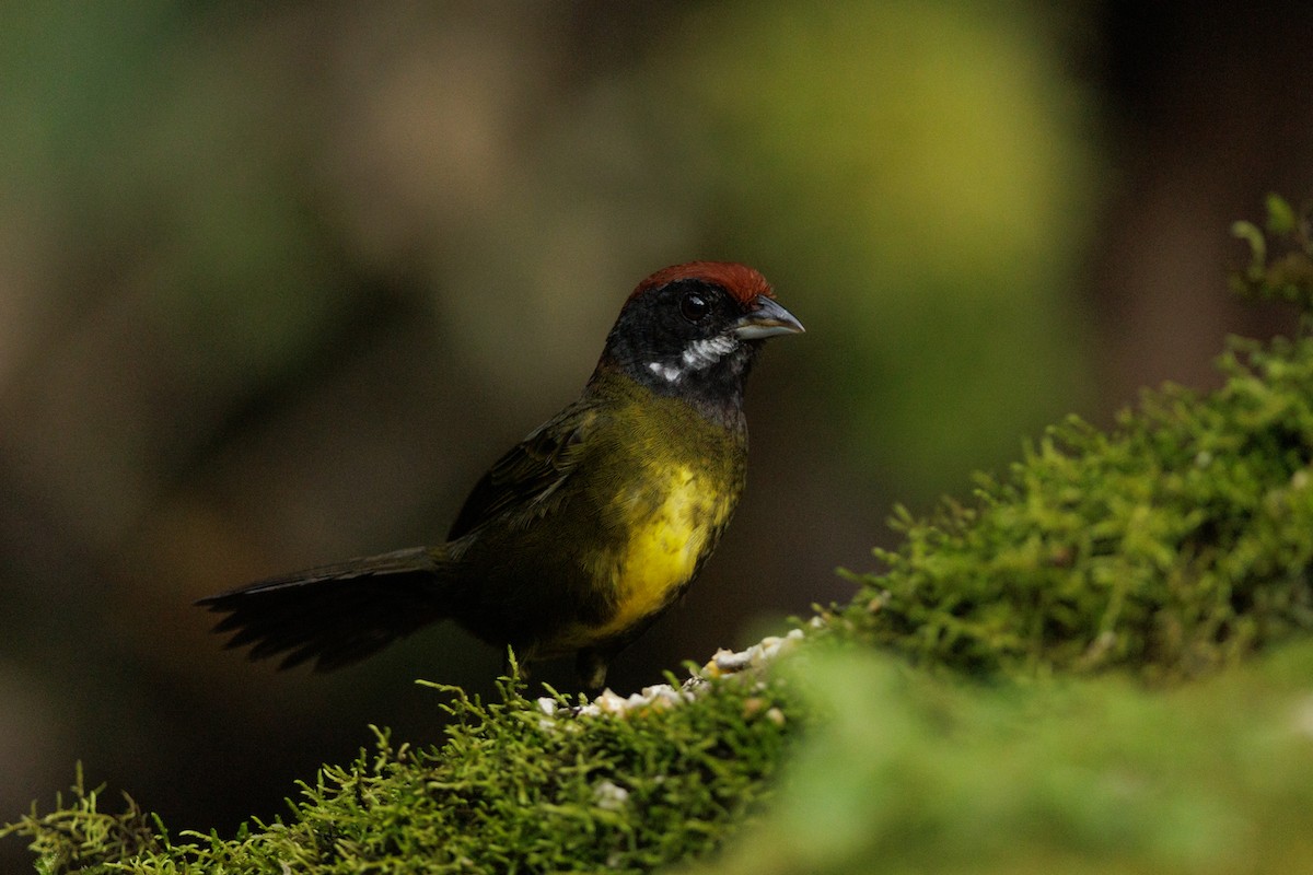 Sooty-faced Finch - Nathalie Geelen