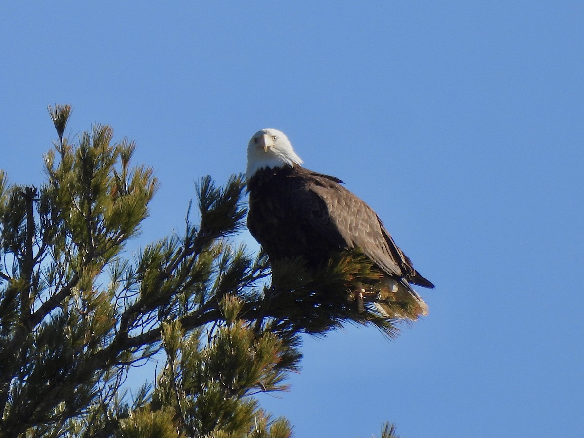 Bald Eagle - ML616772171