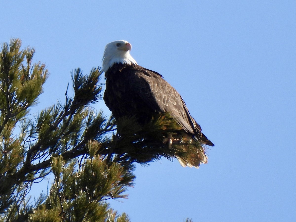 Bald Eagle - ML616772172