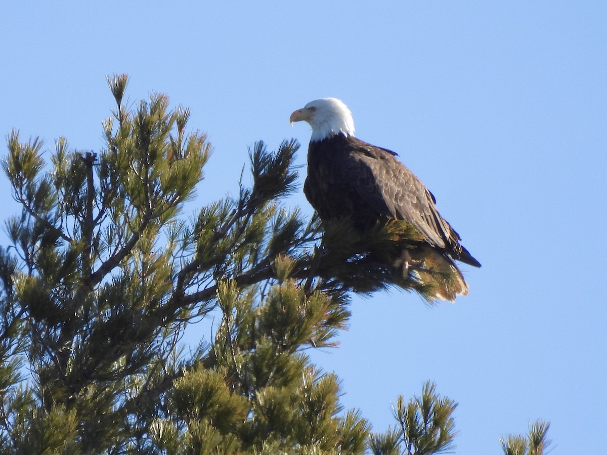 Bald Eagle - ML616772174