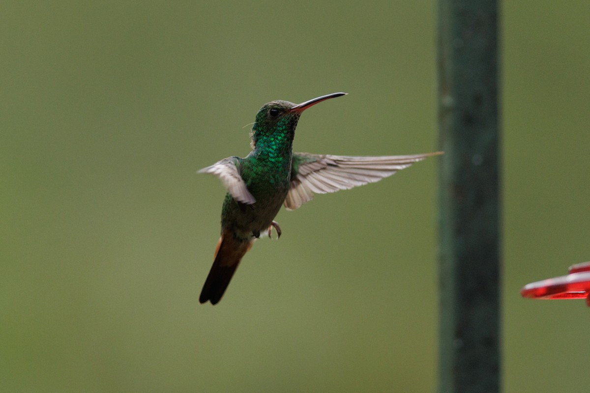 Rufous-tailed Hummingbird - ML616772282