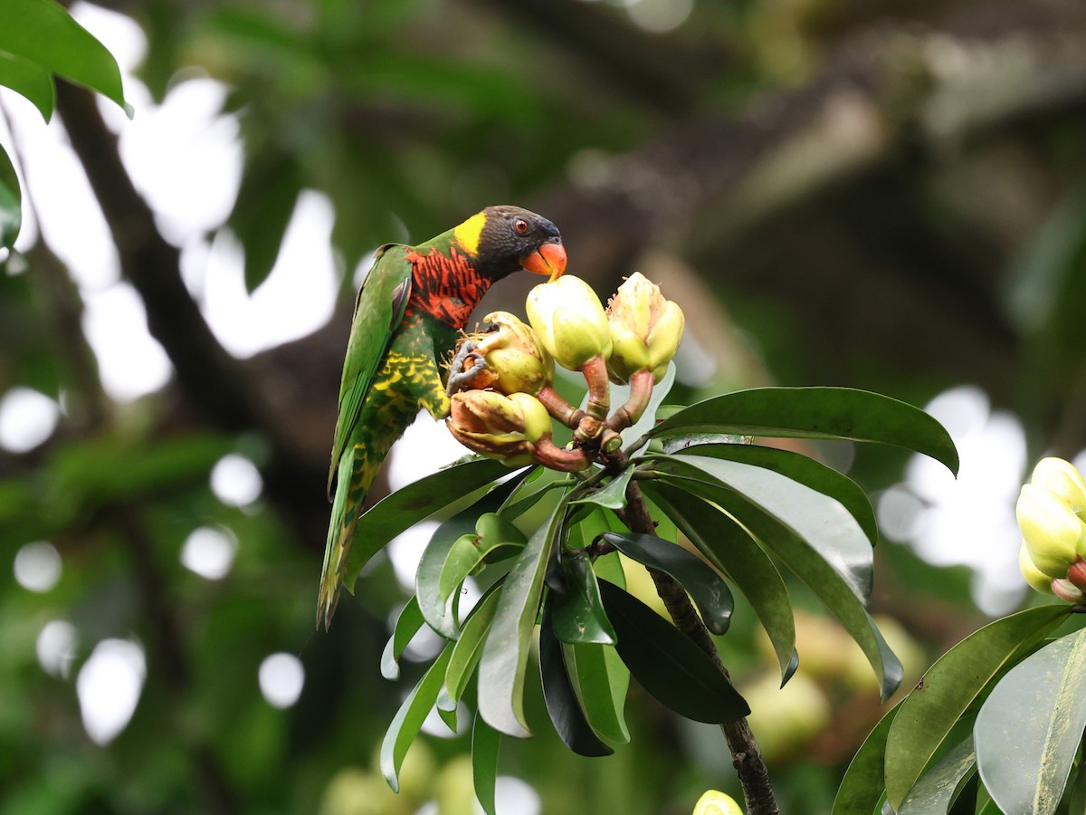 Coconut Lorikeet - ML616772285