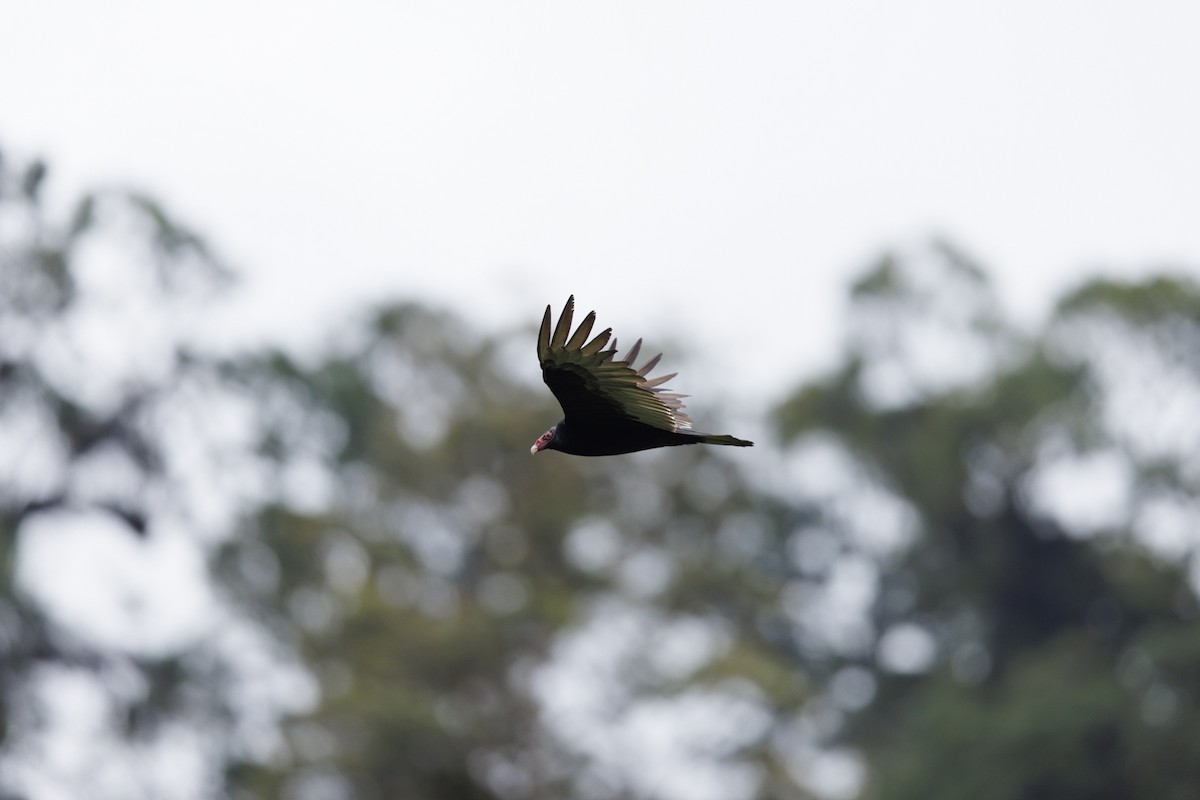 Turkey Vulture - ML616772307