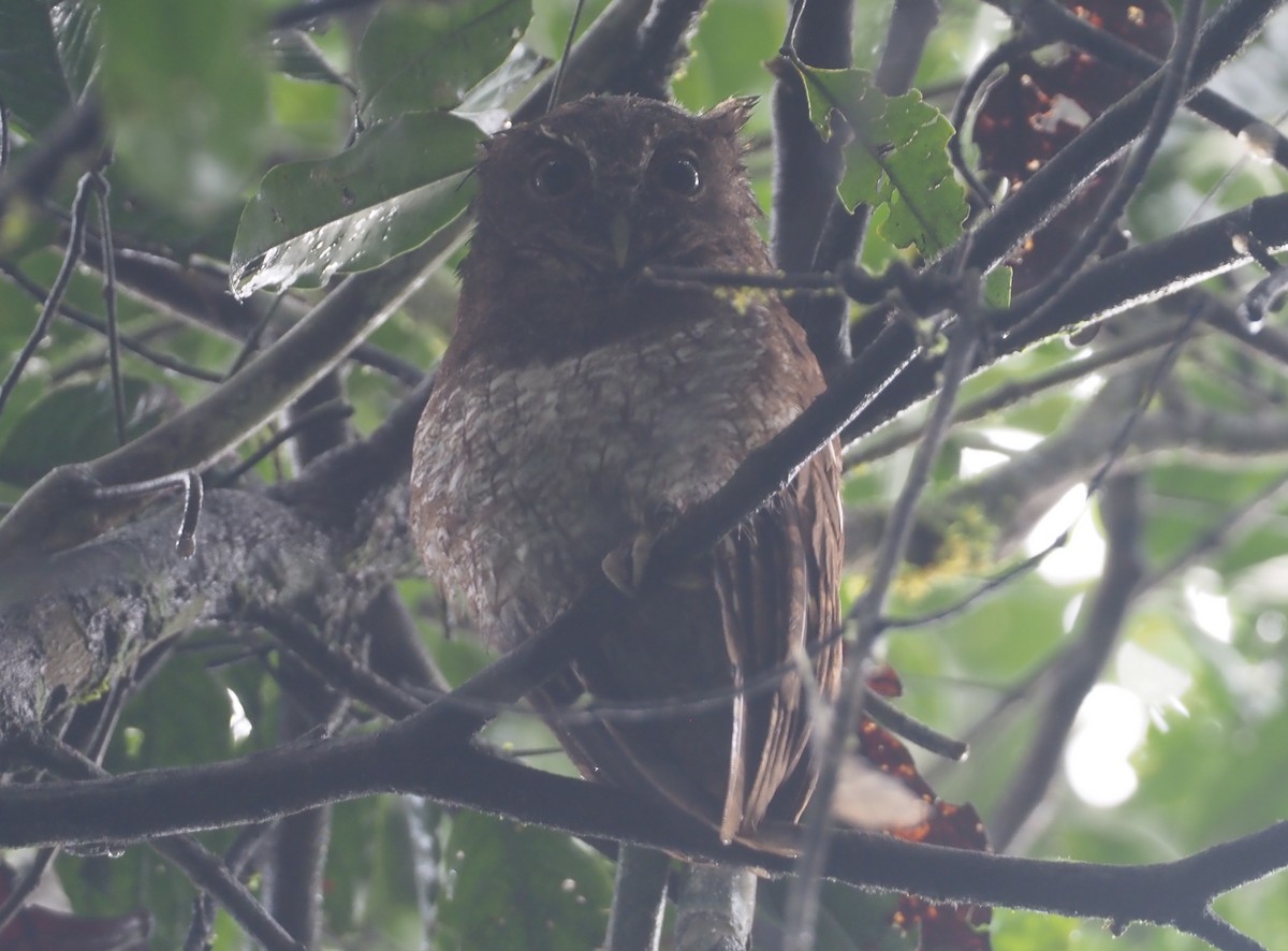 Foothill Screech-Owl (Foothill) - ML616772388