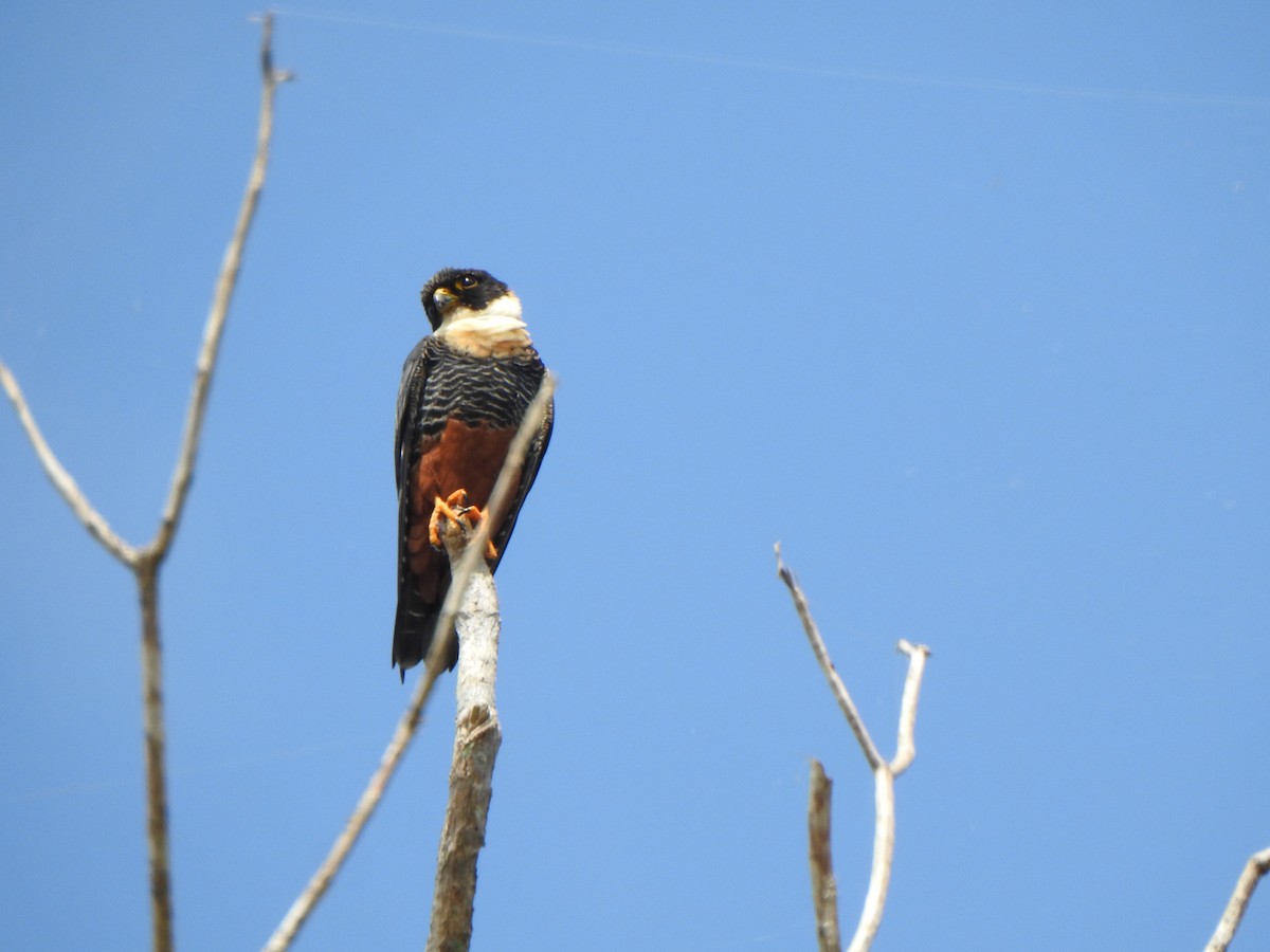 Bat Falcon - Karen Sullivan