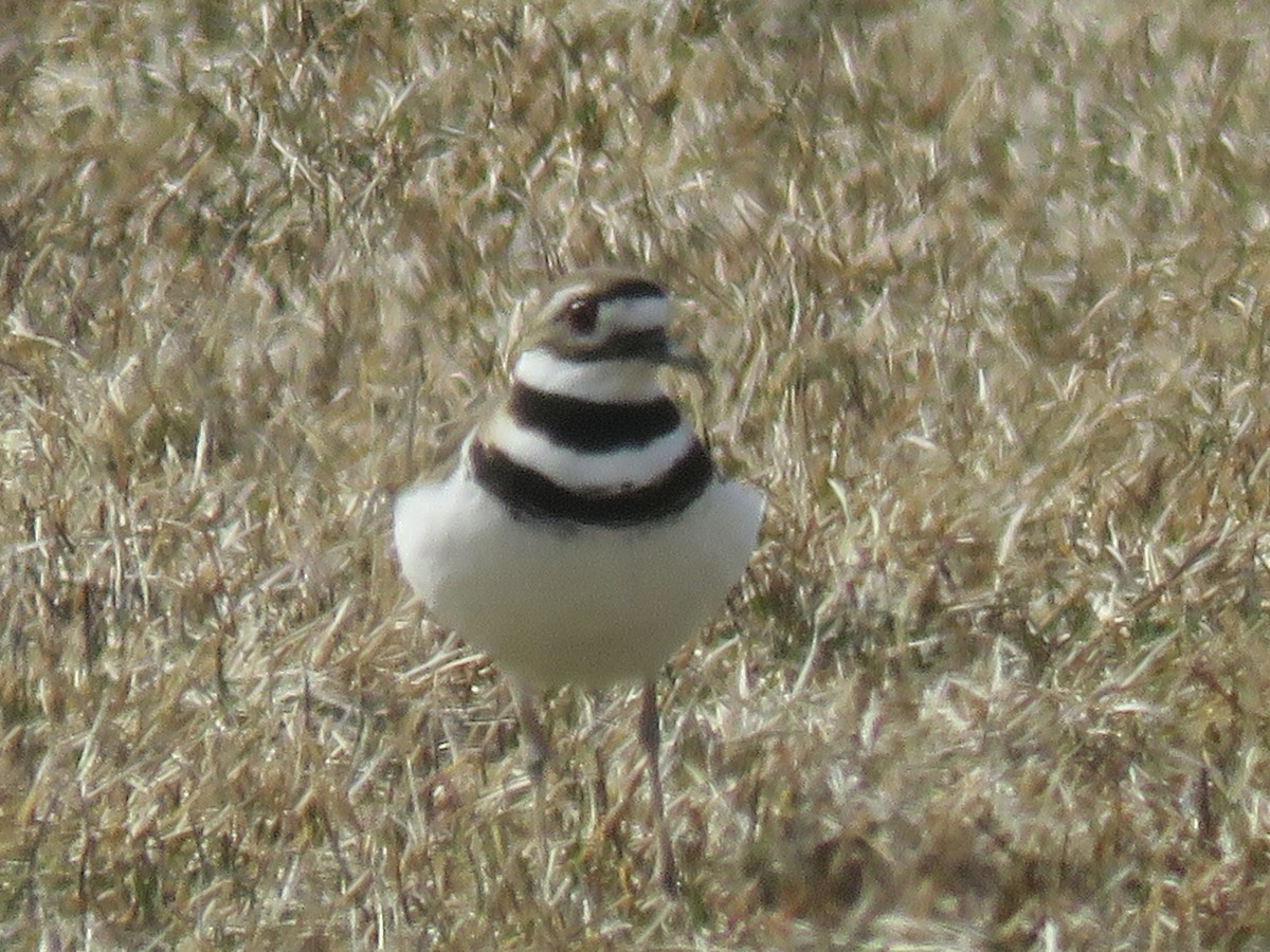 Killdeer - Daniel Cuerrier