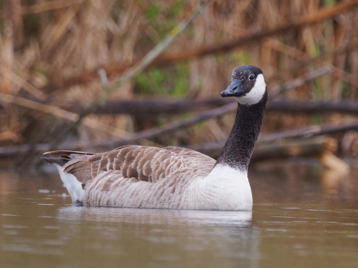 Canada Goose - ML616772529