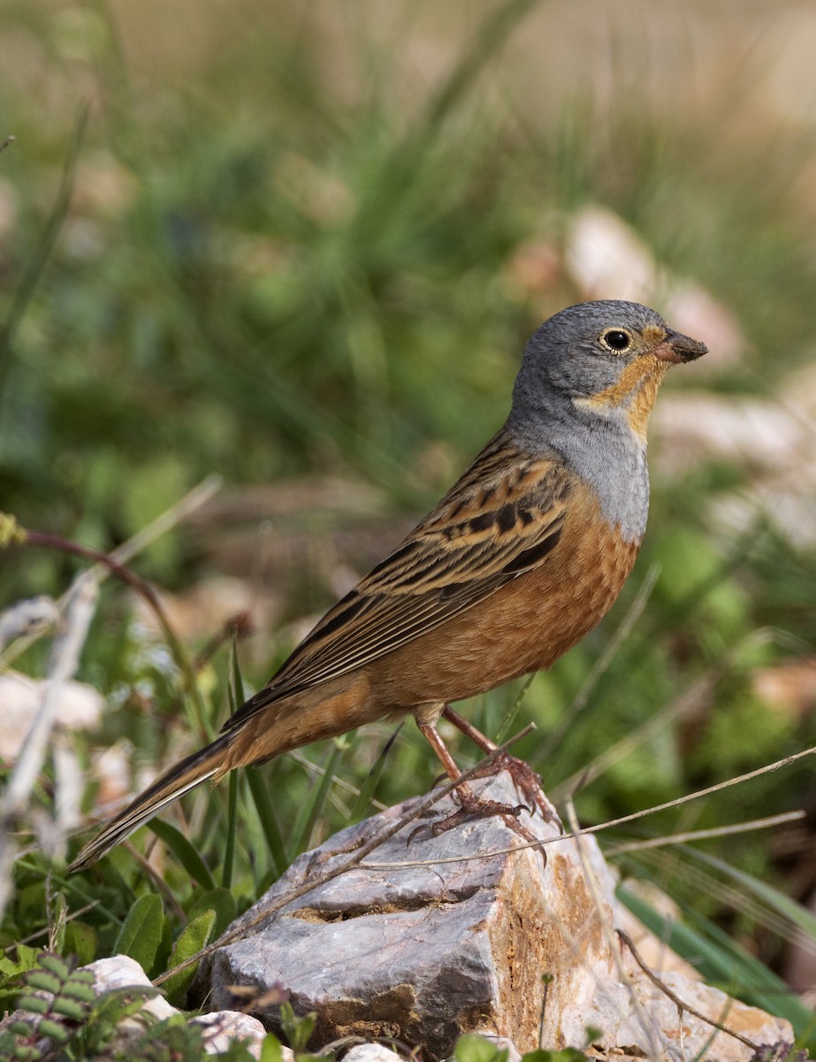 Cretzschmar's Bunting - ML616772565