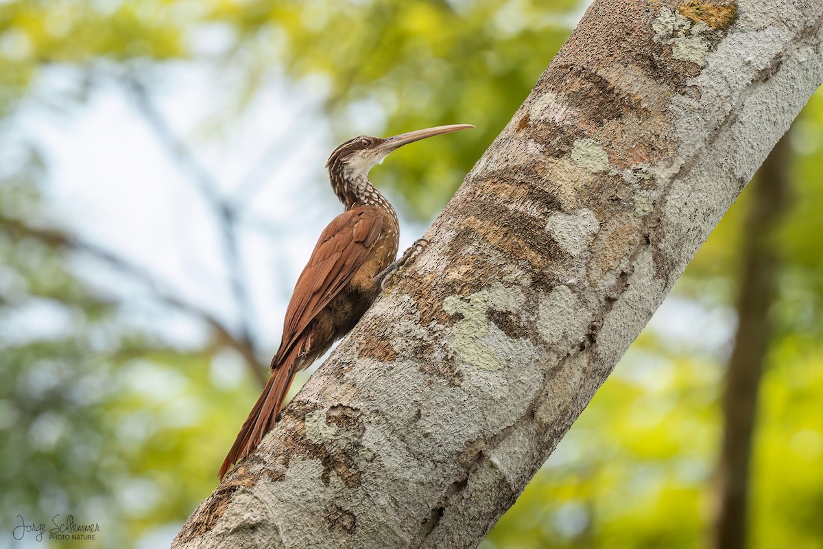 Long-billed Woodcreeper - ML616772576